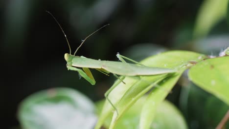 The-green-mantis-in-the-garden