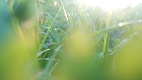 a-closeup-shot-of-moving-through-grass-under-the-twilight