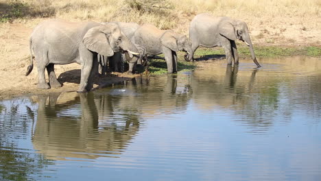 Small-group-of-African-elephant-at-the-waterhole-with-youngsters-in-between-the-adults