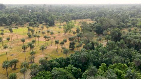 drone-shot-of-forest-and-farm-land-in-Senegal-Africa
