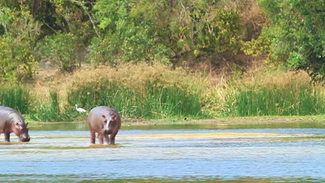 Hipopótamos-Chapoteando-En-El-Río-Nilo