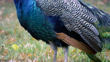 Blue-peacock-walking-on-a-green-grass,-CLOSE-UP