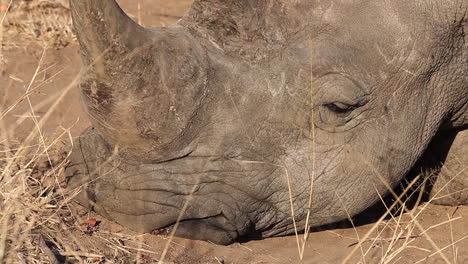 Close-up-of-a-white-rhinoceros's-face-as-it-sleeps