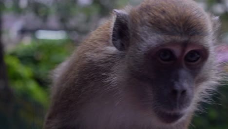 Close-up-shot-of-a-Monkey-in-4K