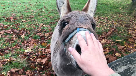 Friendly-and-trusting-donkey-letting-himself-be-petted-by-a-human