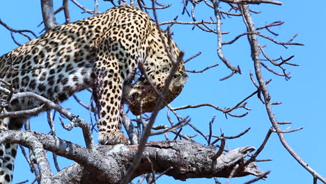 Una-Anciana-Y-Experimentada-Leopardo-Lame-La-Sangre-De-Sus-Extremidades-Después-De-Una-Caza-Exitosa---Capturada-En-El-Gran-Parque-Nacional-Kruger