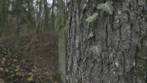 Bark-of-tree-and-variety-of-plants-and-moss-who-is-growing-on-it