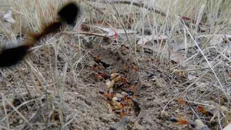 Un-Primer-Plano-De-Las-Hormigas-Azucareras-Que-Llevan-Sus-Larvas-Expuestas-Mientras-Las-Hormigas-Corren-Sobre-La-Lente-De-La-Cámara