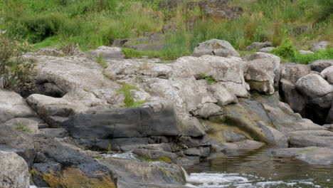 Weißer-Australischer-Reiher,-Der-Auf-Felsen-In-Einem-Sich-Schnell-Bewegenden-Flusswasser-Steht