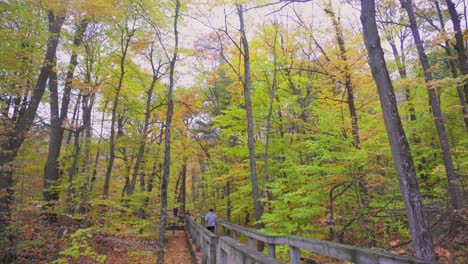 Panning-left-and-up-shot-of-a-boardwalk-with-a-few-hikers-in-a-brightly-coloured-autumn-forest-with-lots-of-leaves-in-the-trees-and-on-the-ground