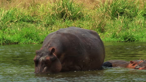 Close-up-of-hippos-wading-in-Nile-River,-Africa