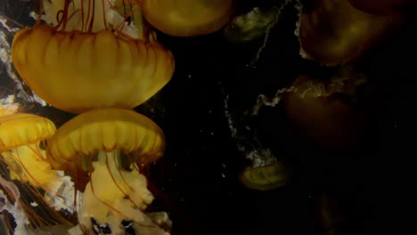 Medusas---Chrysaora-Fuscescens---En-El-Acuario-De-Kamon,-Japón