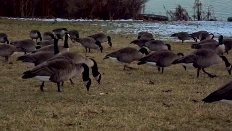 Closeup-of-Canadian-geese-gathered-together-in-a-public-park