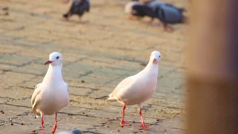 White-seagulls-or-Slender-billed-Gulls-scaring-and-running-stock-video