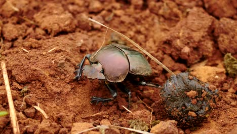 Slow-motion-close-up-dung-beetle-crawling-around-in-red-sand-dirt-near-animal-droppings,-then-extends-wings-and-flies-away