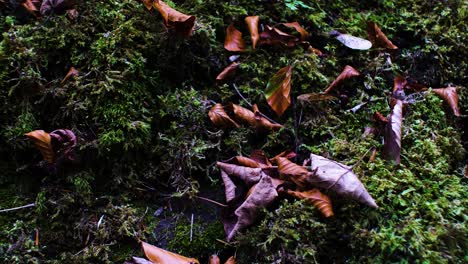 Slow-slide-right-of-dead-leaves-on-moss-covered-rocks-in-a-forest
