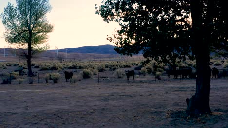 Kühe-Auf-Einem-Feld-Bei-Sonnenuntergang