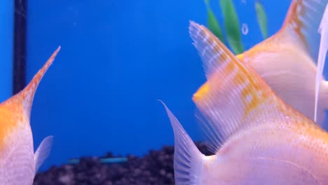 Curious-fish-swim-up-to-the-camera-lens