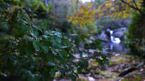 Leaves-swaying-with-DOF-River-Llugwy-with-Pont-Y-Pair-Bridge-in-Wales