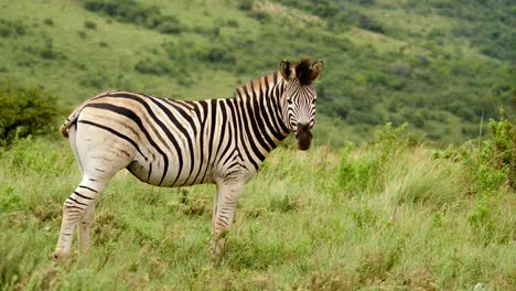 Slow-motion:-One-adult-zebra-standing-between-green-grass-while-tail-and-mane-blow-in-the-wind