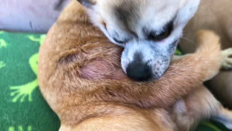 Closeup-of-little-dog-with-dermatitis-chewing-himself-raw