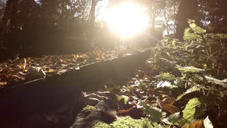 Tiefer-Kameraschwenk-über-Den-Mit-Blättern-Bedeckten-Waldboden