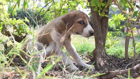 A-young-brown-and-white-colored-puppy-resting-on-grass