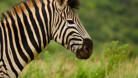 Slow-motion:-Close-up-adult-zebra-profile,-pan-left-from-head-to-tail