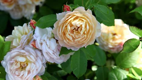 Lovely-pure-apricot-flowers---darker-in-the-middle,-paler-towards-the-edgesrossa-Grase-Auskeppy,-Shrub-Rose