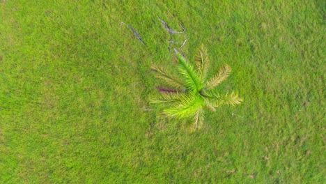 Aerial-top-down-showing-lonely-tropical-palm-tree-on-green-meadow-field-in-summer