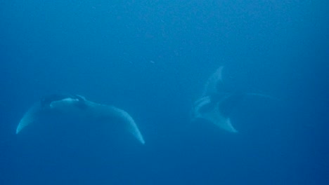 Ozeanischer-Mantaray,-Eine-Der-Majestätischsten-Kreaturen-Der-Ozeane,-Die-Zusammen-Im-Blau-Und-über-Der-Kamera-Schwimmen