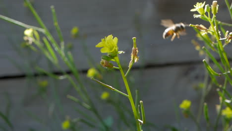 Isolated-Australian-honey-bee-collecting-pollen