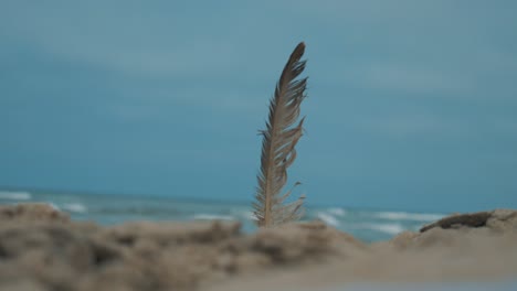 feather-in-sand-in-front-of-the-ocean