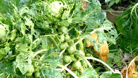 Organic-vegetable-sprout-plants-showing-caterpillar-damage