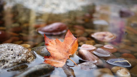 A-golden-autumn-colored-leaf-in-a-mountain-river-as-rain-drops-create-splashes-and-ripples-in-the-water-during-the-fall-season