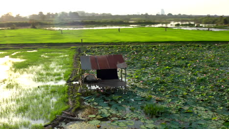 Aerial-drone-footage-turning-around-a-little-farmer-house-in-the-middle-of-a-water-lilies-and-rice-field-in-Cambodia