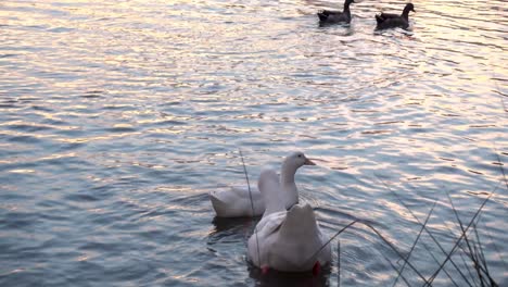 Telese---Duck-and-Swan-in-a-Lake-at-the-sunset