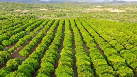 Drone-flight-over-fruit-trees-of-mango-farm-in-Bani,-Dominican-Republic