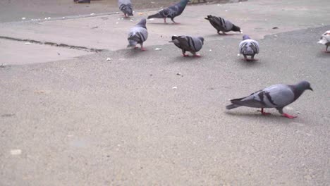 flock-of-pigeons-feeding-on-bread-crumbs-fallen-on-an-asphalt,-60-fps