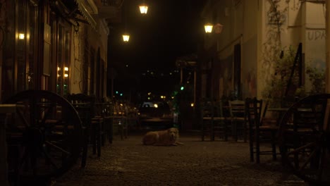 Old-dog-lying-down-in-middle-of-village-cobblestone-street-at-night