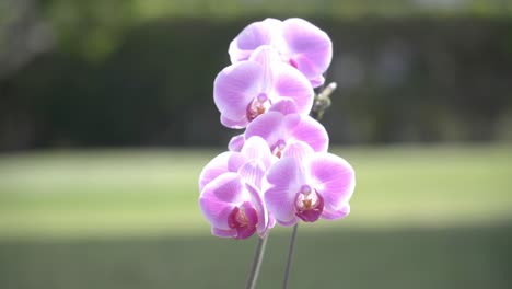 Lila-Orchideen-Wehen-Voll-Erblüht-Wehen-Im-Wind
