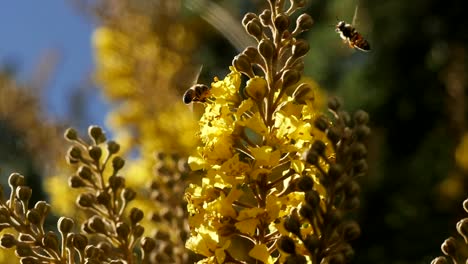 Afrikanische-Honigbienen-Schweben-Um-Gelbe-Blumen,-Nahaufnahme-Und-Zeitlupe