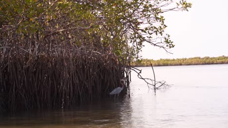 Pájaro-Vuela-A-Través-De-Un-Hermoso-Manglar-Rodado-En-El-Río-Jinack,-Gambia
