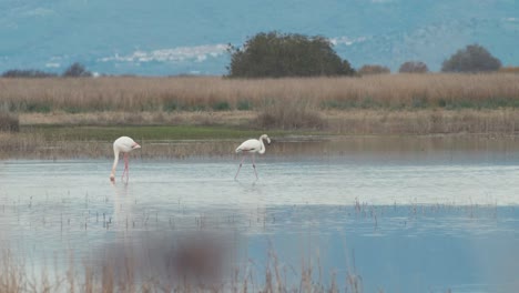 Flamingo-walking-searching-for-food-in-marsh-pond-slow-motion-scenic-landscape