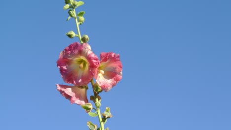 Stockrosen-Pflanzen-Mit-Blauem-Himmel