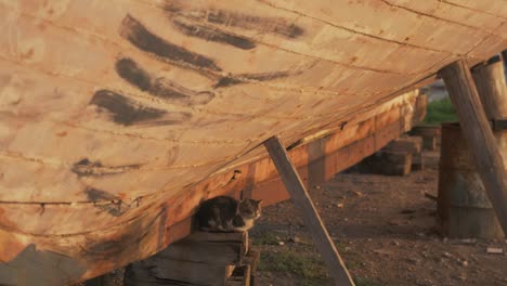 Cat-sitting-under-old-wooden-carvel-built-boat