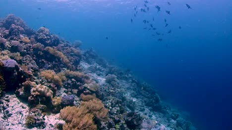 Kameraschwenk-Unter-Wasser-Entlang-Einer-Abfallenden-Korallenwand