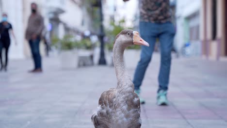 Close-up-on-motionless-goose-at-Calle-el-Conde-at-Santo-Domingo
