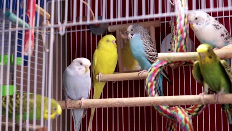 A-happy-family-of-multiple-budgies-resting,-sleeping-and-simply-being-cute-on-a-perch-inside-the-cage