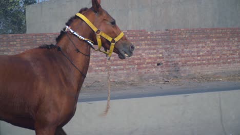 A-bay-horse-with-yellow-horse-bridle-running-on-the-public-street,-Red-bricks-wall-and-a-electric-transformer-crossing-in-the-background